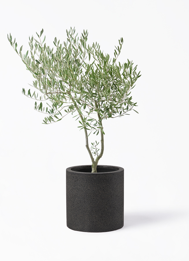 希少　創樹オリーブ　オリーミー 観葉植物 オリーブ 7号 創樹 オリーミー プラスチック鉢 | 観葉植物