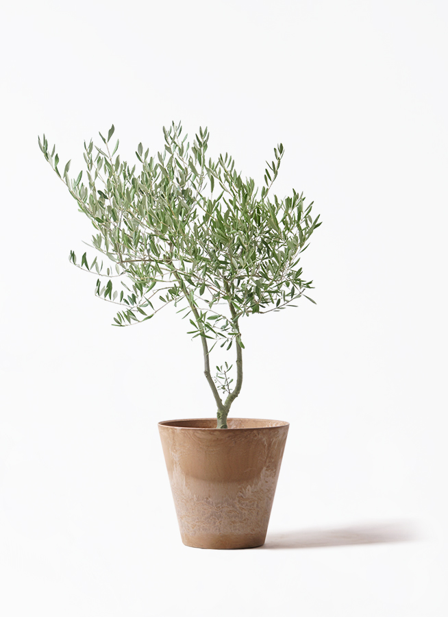 観葉植物 オリーブ 7号 創樹 オリーミー プラスチック鉢 | 観葉植物