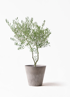 観葉植物 オリーブ 7号 創樹 オリーミー プラスチック鉢 | 観葉植物
