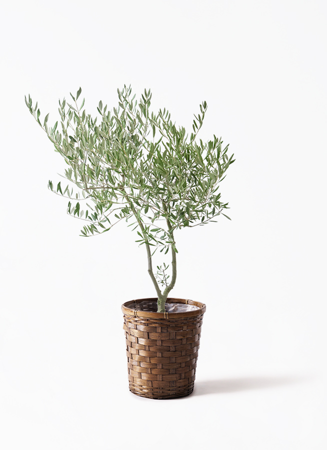 観葉植物 オリーブ 7号 創樹 オリーミー プラスチック鉢 | 観葉植物 観葉植物 オリーブ 7号 創樹 オリーミー プラスチック鉢 | 観葉植物