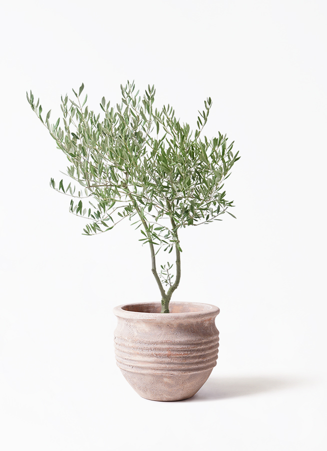 観葉植物 オリーブの木 7号 創樹 オリーミー パボ ジャー オフホワイト