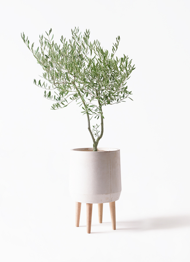 希少　創樹オリーブ　オリーミー 観葉植物 オリーブ 7号 創樹 オリーミー プラスチック鉢 | 観葉植物