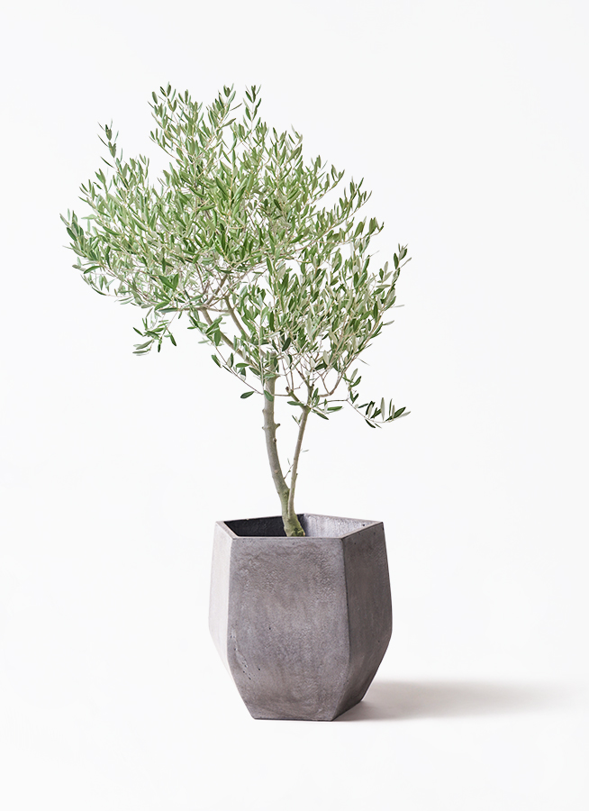 観葉植物 オリーブの木 8号 創樹 オリーミー アルマ ミドル 付き