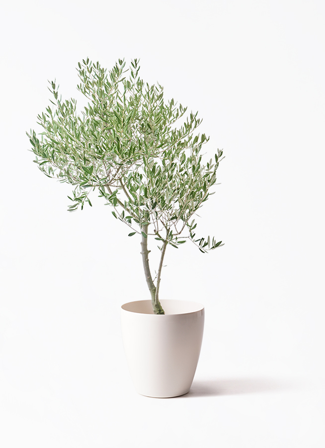 観葉植物 オリーブの木 8号 創樹 オリーミー ラスターポット 付き 