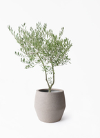 オリーブの木　植木　観葉植物 観葉植物 オリーブの木 7号 創樹 オリーミー セメント トラフポット
