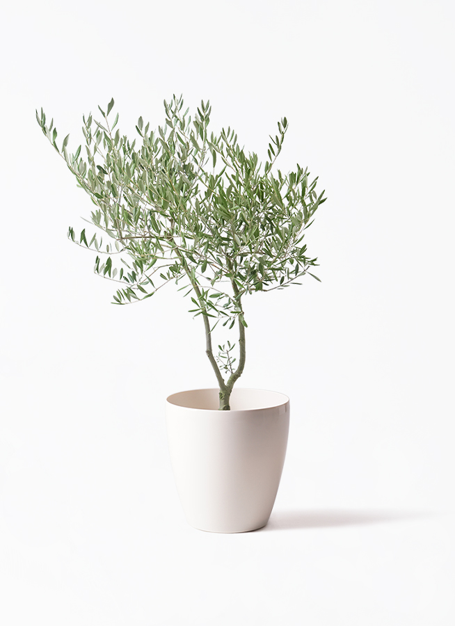観葉植物 オリーブの木 7号 創樹 オリーミー ラスターポット 付き