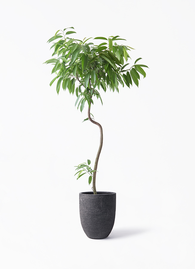 観葉植物 フィカス アムステルダムキング 8号 曲り ビアスアルトエッグ