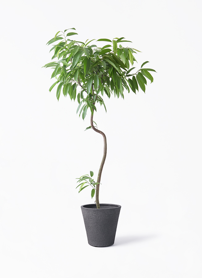 観葉植物 フィカス アムステルダムキング 8号 曲り ビアスソリッド