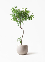 観葉植物 フィカス アムステルダムキング 8号 曲り プラスチック鉢