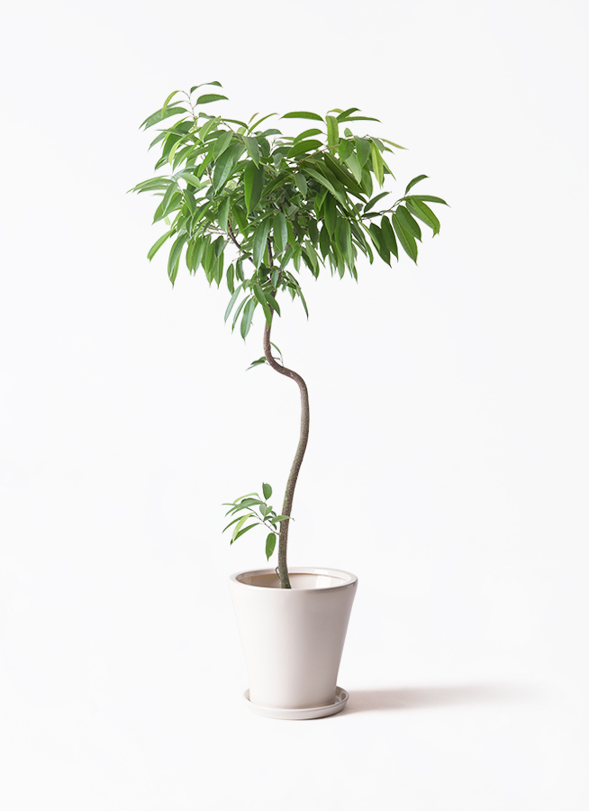観葉植物 フィカス アムステルダムキング 8号 曲り サブリナ 白 付き 観葉植物 フィカス アムステルダムキング 8号 曲り サブリナ 白 付き