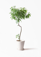 ficus-amsterdam-king-218_1.jpg