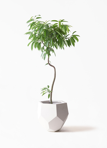 『創』フィカス•アムステルダムキング♪177cm リビングサイズ 曲がりフォルム ficus-amsterdam-king-214_1.jpg
