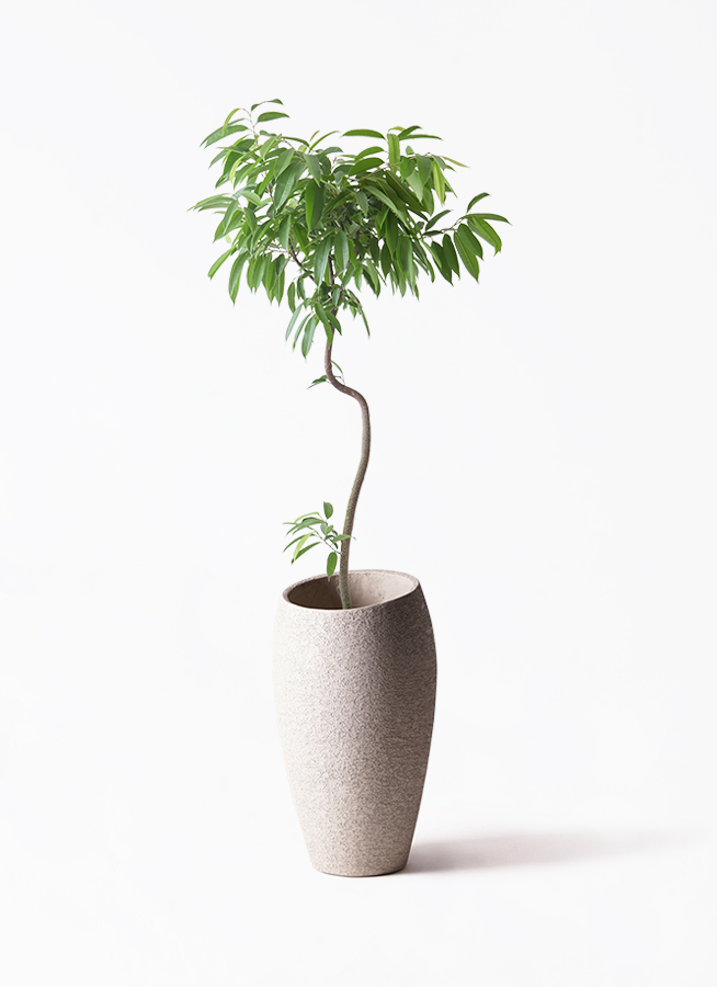 フィカス アムステルダムキング　曲がり　 観葉植物 観葉植物 フィカス アムステルダムキング 8号 曲り プラスチック鉢