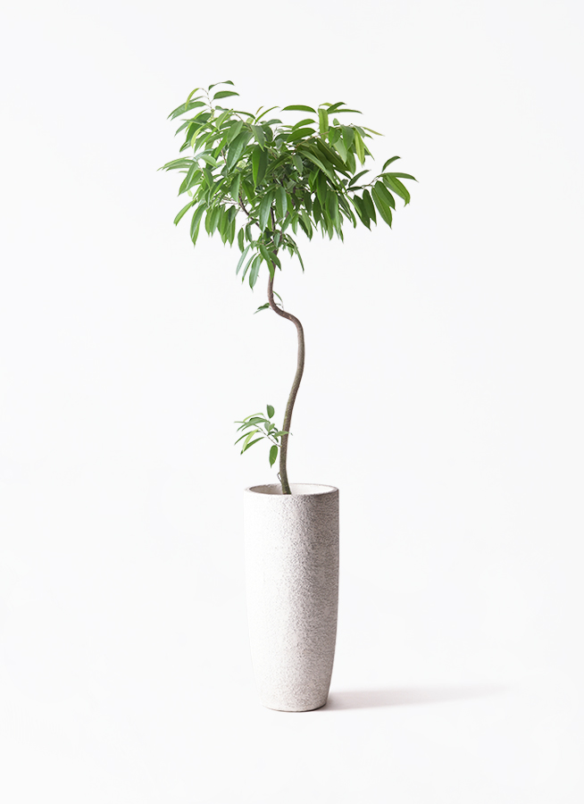 観葉植物 フィカス アムステルダムキング 8号 曲り プラスチック鉢