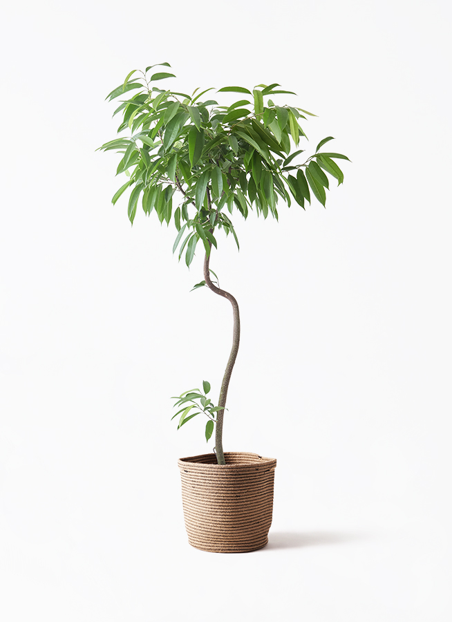 観葉植物 フィカス アムステルダムキング 8号 曲り プラスチック鉢