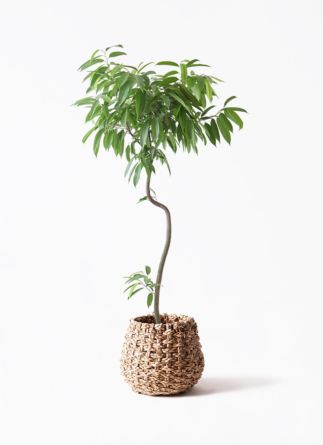 観葉植物 フィカス アムステルダムキング 8号 曲り プラスチック鉢