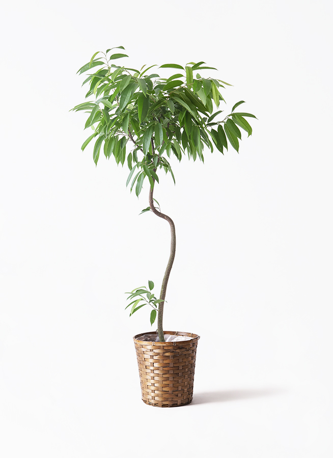 観葉植物 フィカス アムステルダムキング 8号 曲り プラスチック鉢