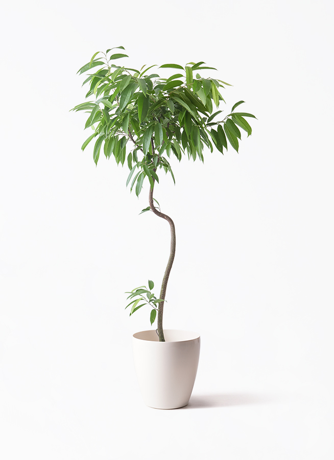 観葉植物 フィカス アムステルダムキング 8号 曲り プラスチック鉢