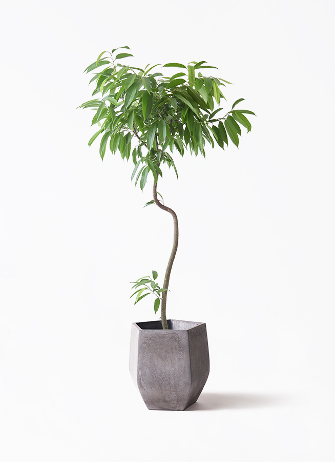 観葉植物 フィカス アムステルダムキング 8号 曲り プラスチック鉢