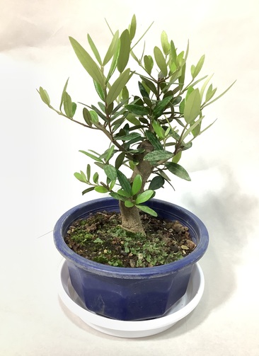 観葉植物 オリーブの木【28cm】5号 ひなかぜ 盆栽仕立て プラスチック