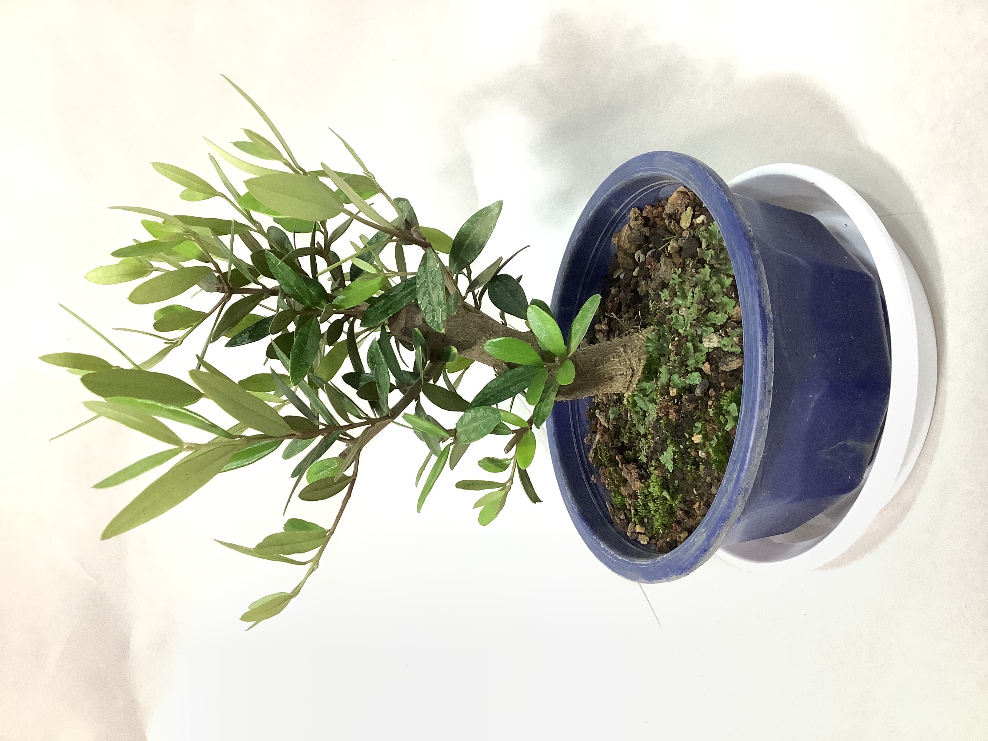 観葉植物 オリーブの木【28cm】5号 ひなかぜ 盆栽仕立て プラスチック