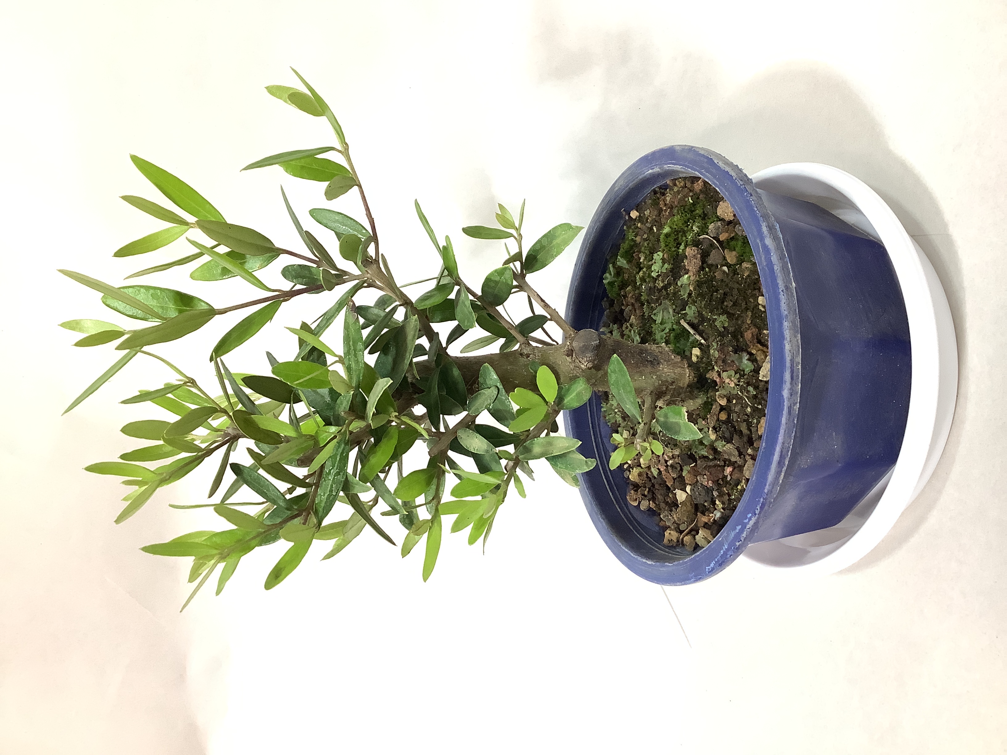 観葉植物 オリーブの木【28cm】5号 ひなかぜ 盆栽仕立て プラスチック