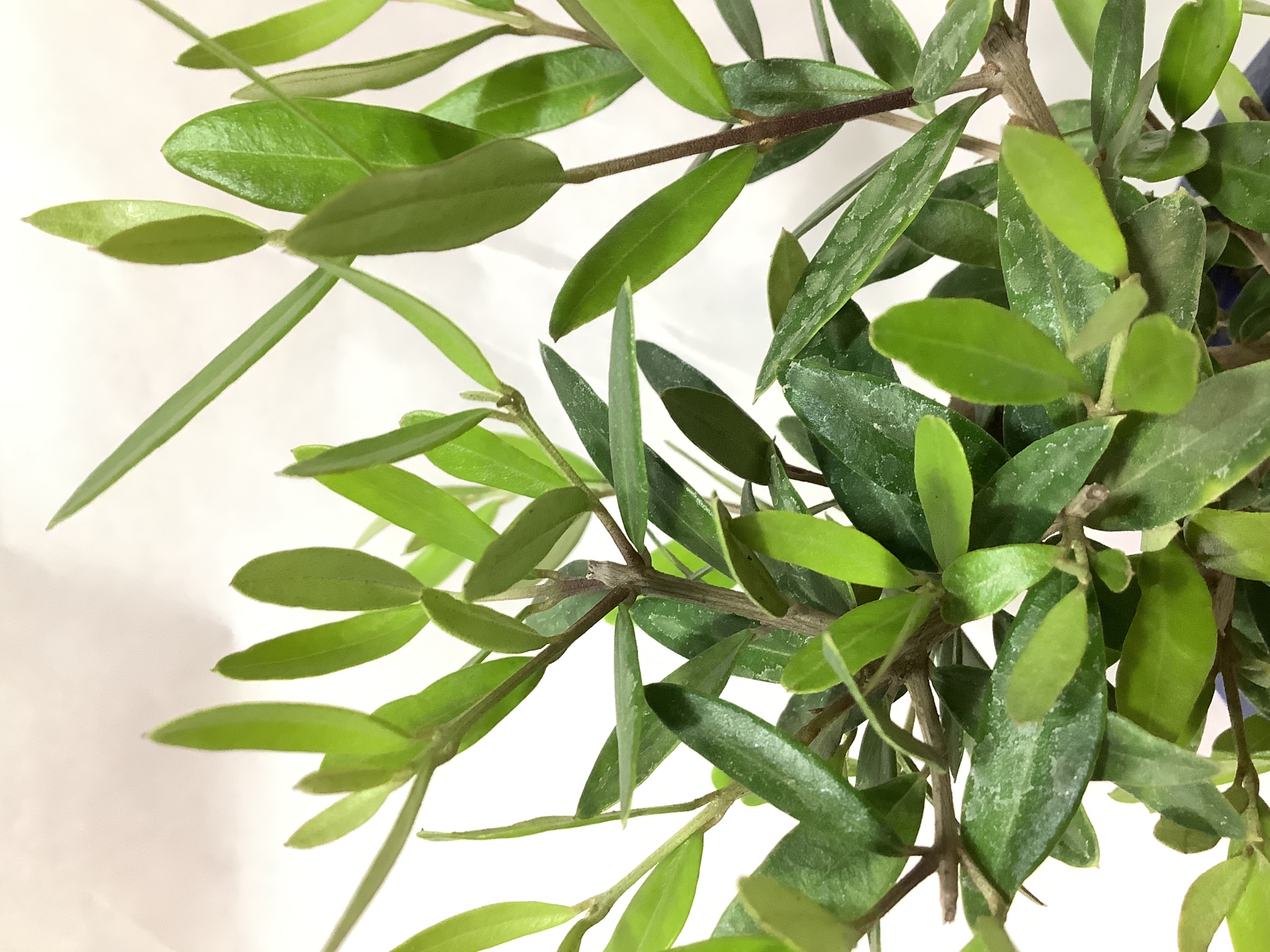 観葉植物 オリーブの木【28cm】5号 ひなかぜ 盆栽仕立て プラスチック