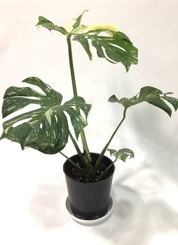 観葉植物 モンステラ【80cm】7号 斑入り プラスチック鉢 #69045 | 観葉