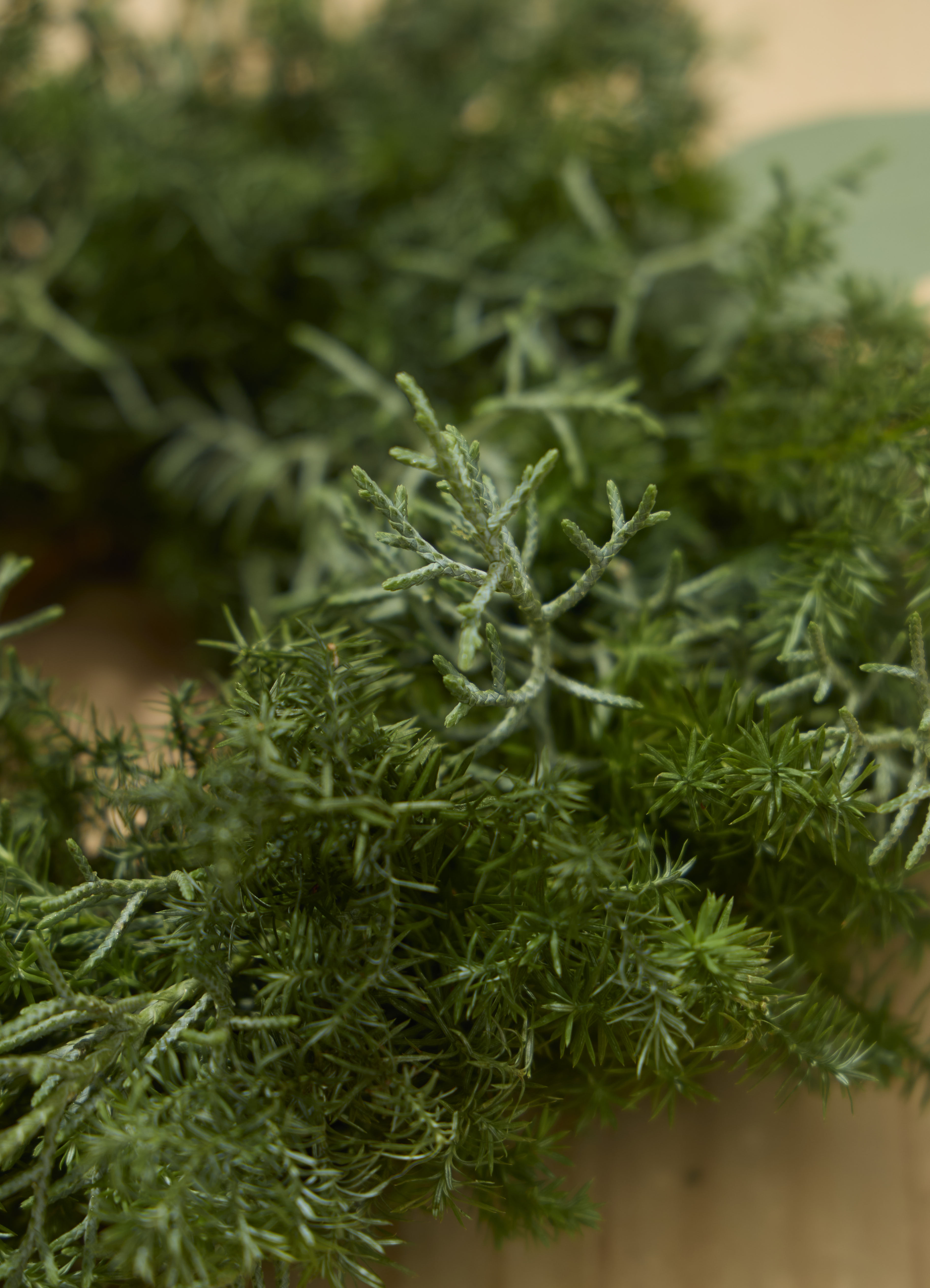 クリスマス てづくりのフレッシュリース ナチュラル ミニ | フラワー