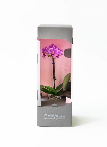 ミニ胡蝶蘭 ピンク ミニアクアポット プティBOX入り | 胡蝶蘭なら