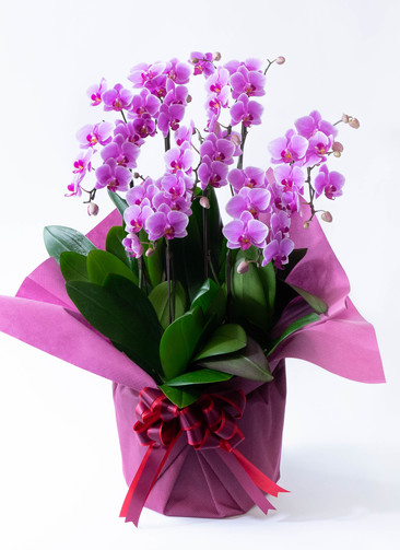 ミディ胡蝶蘭 ピンク シェアオーキッド 7本立ち | 胡蝶蘭ならHitoHana
