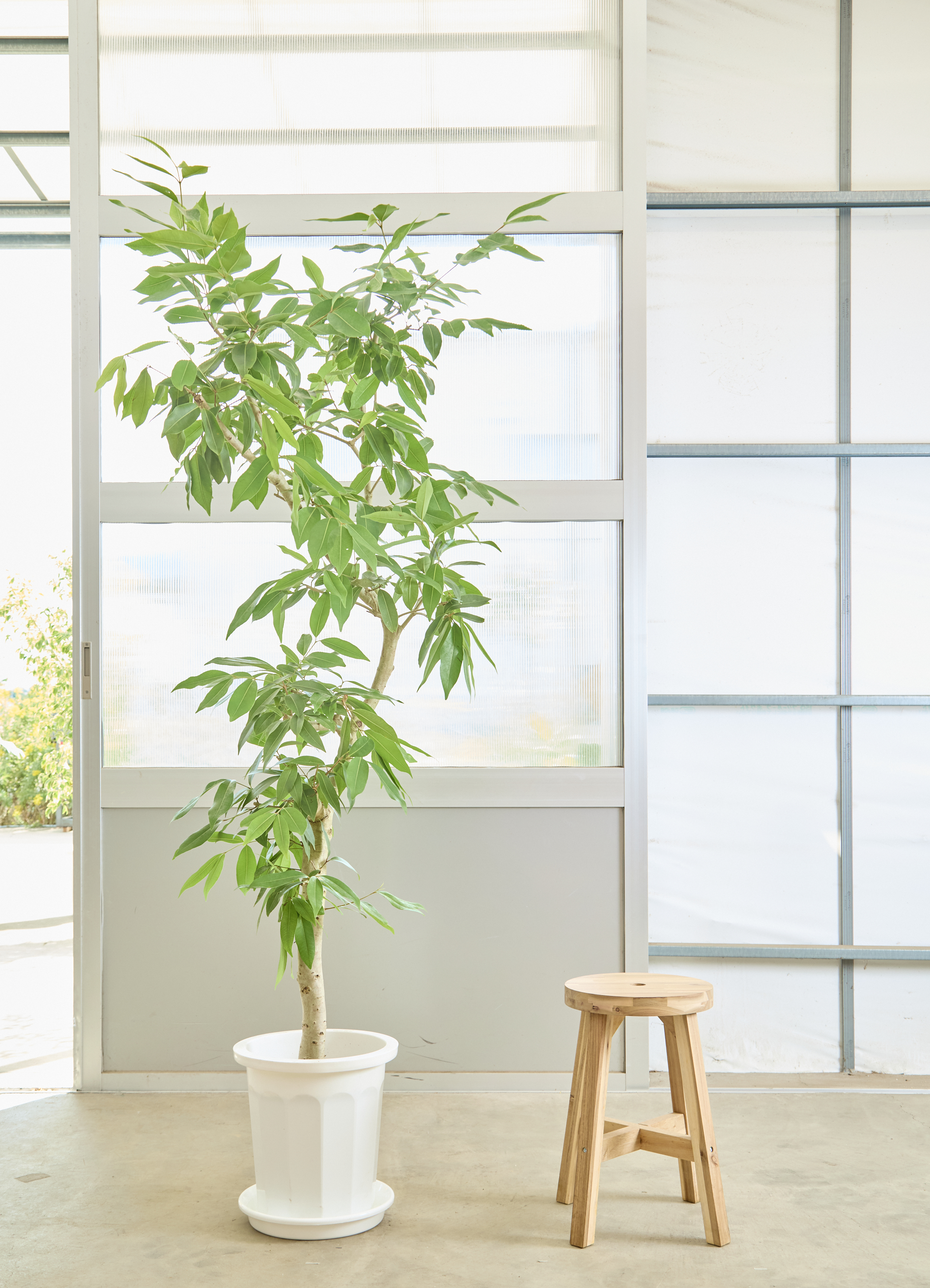 お洒落な観葉植物　アマゾンオリーブ　特大サイズ 170cm-200cm 観葉植物 アマゾンオリーブ (ムラサキフトモモ) 【200cm】10号