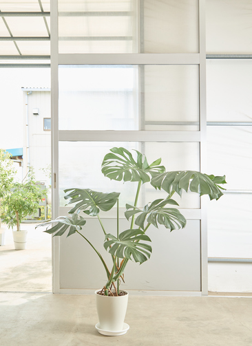 観葉植物 モンステラ【120cm】 8号 根あがり プラスチック鉢 #68554 ※1