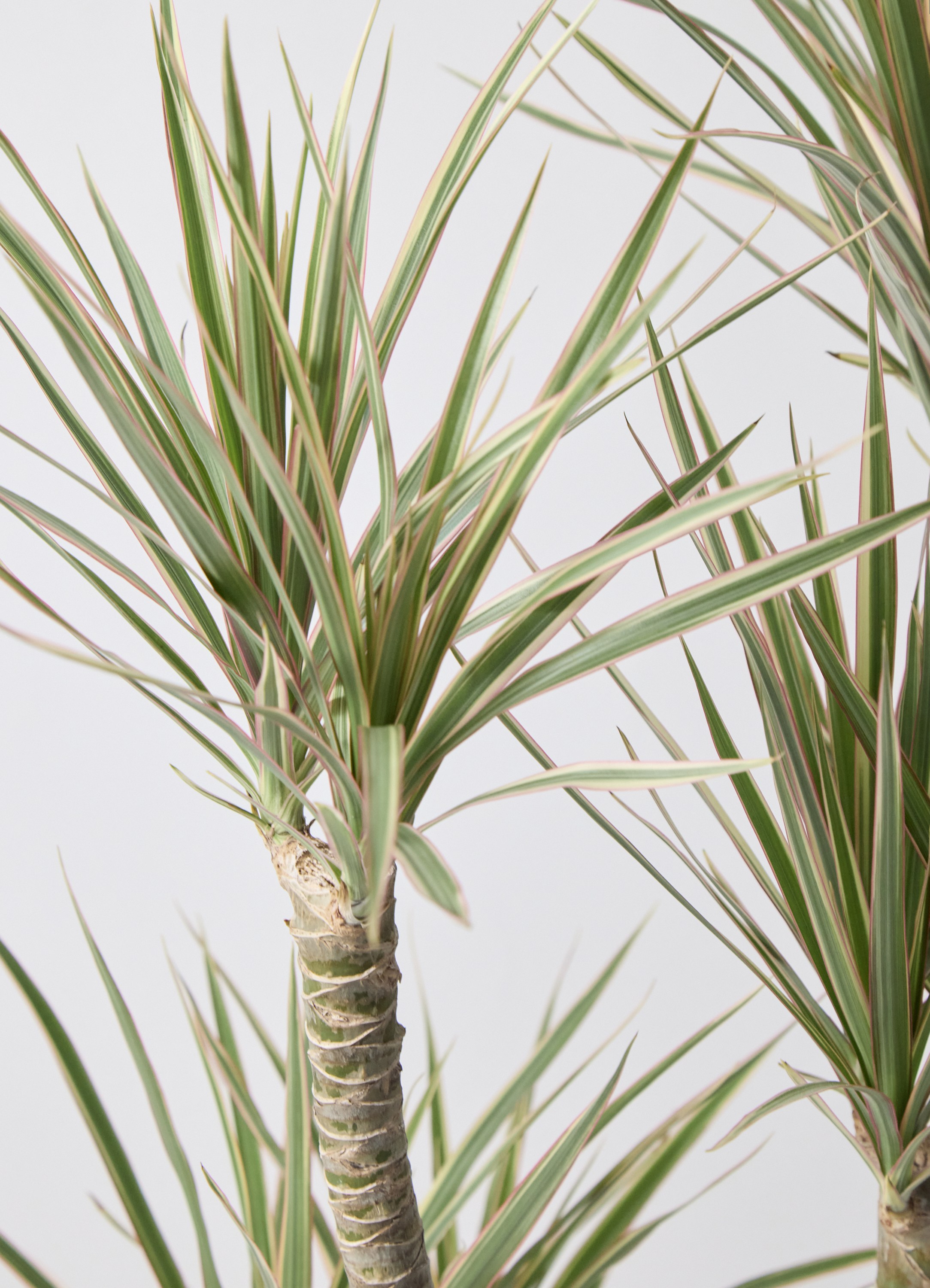 観葉植物 ドラセナ コンシンネ 8号 曲り（龍）トリカラー フォレスト