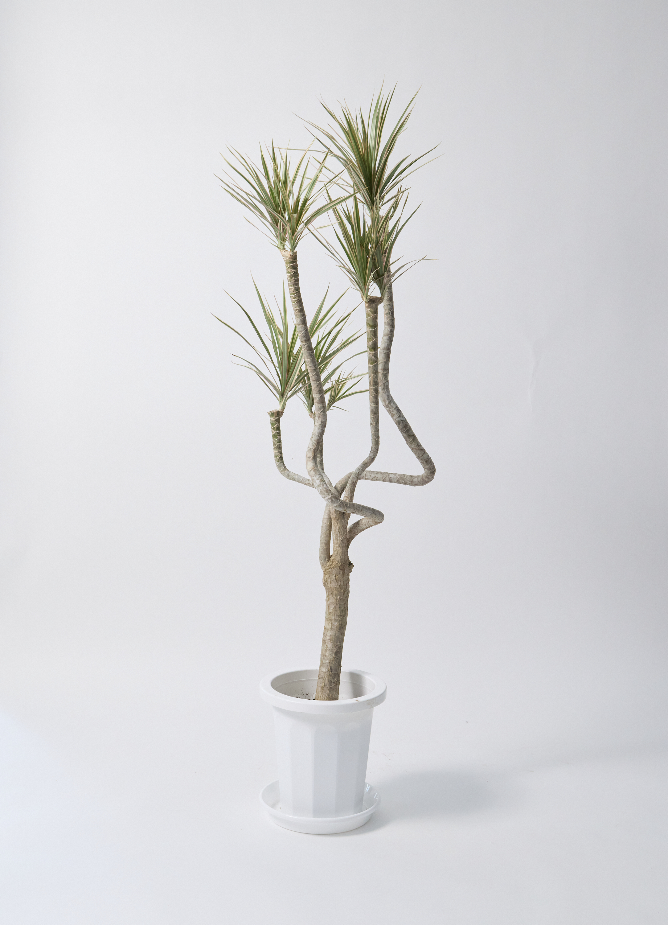 観葉植物 ドラセナ コンシンネ 8号 曲り（龍）トリカラー プラスチック 