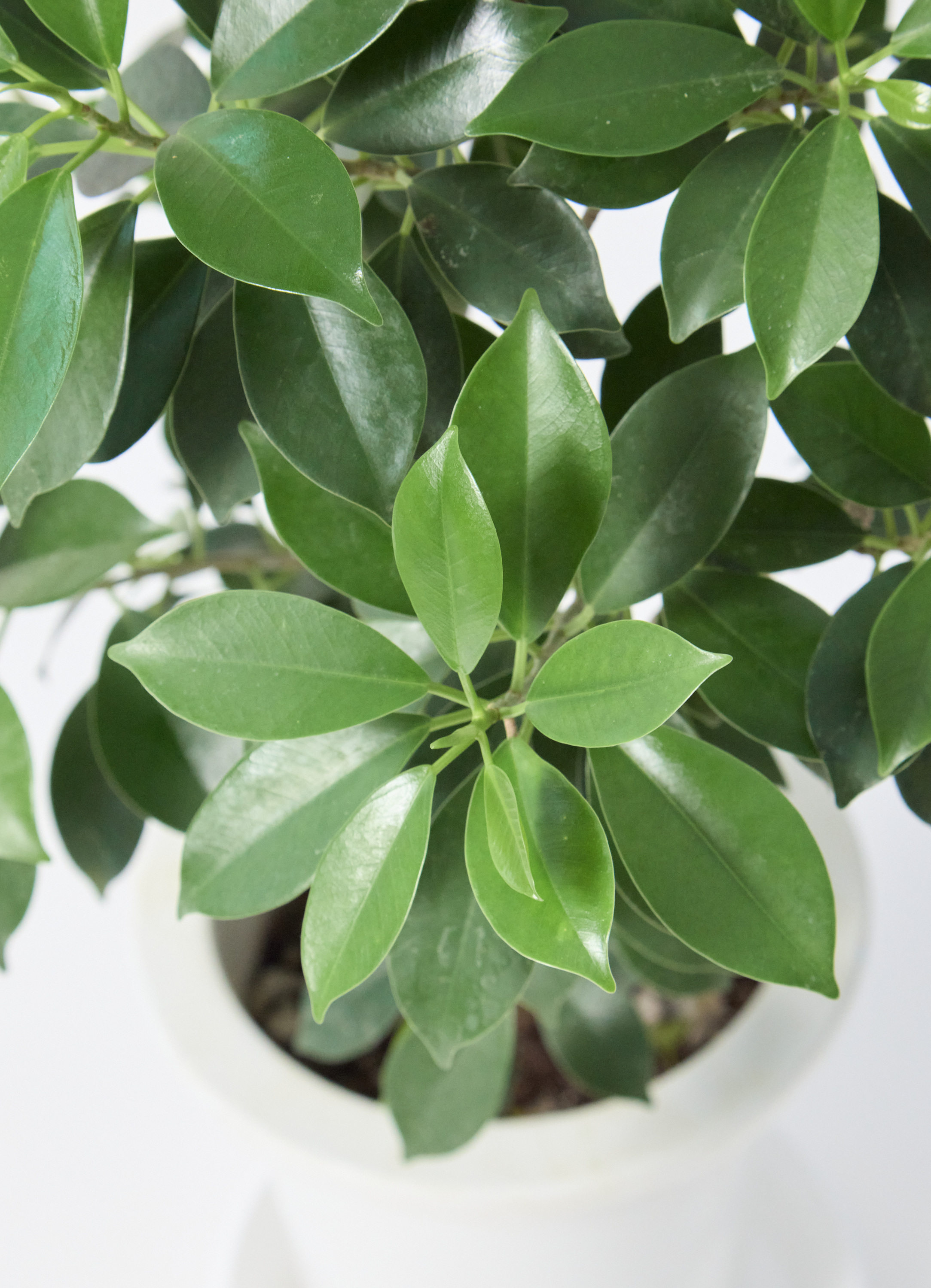 観葉植物 フィカス ナナ 6号 プラスチック鉢 | 観葉植物ならHitoHana