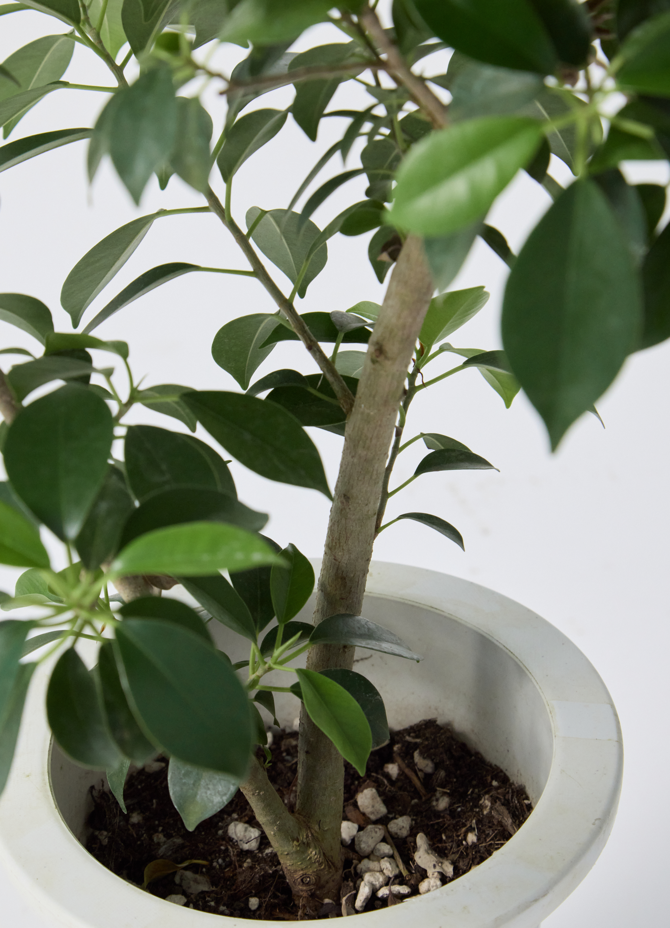 観葉植物 フィカス ナナ 6号 プラスチック鉢 | 観葉植物ならHitoHana