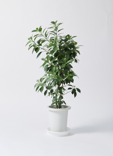 chinese-banyan-nana-1_0001.jpg