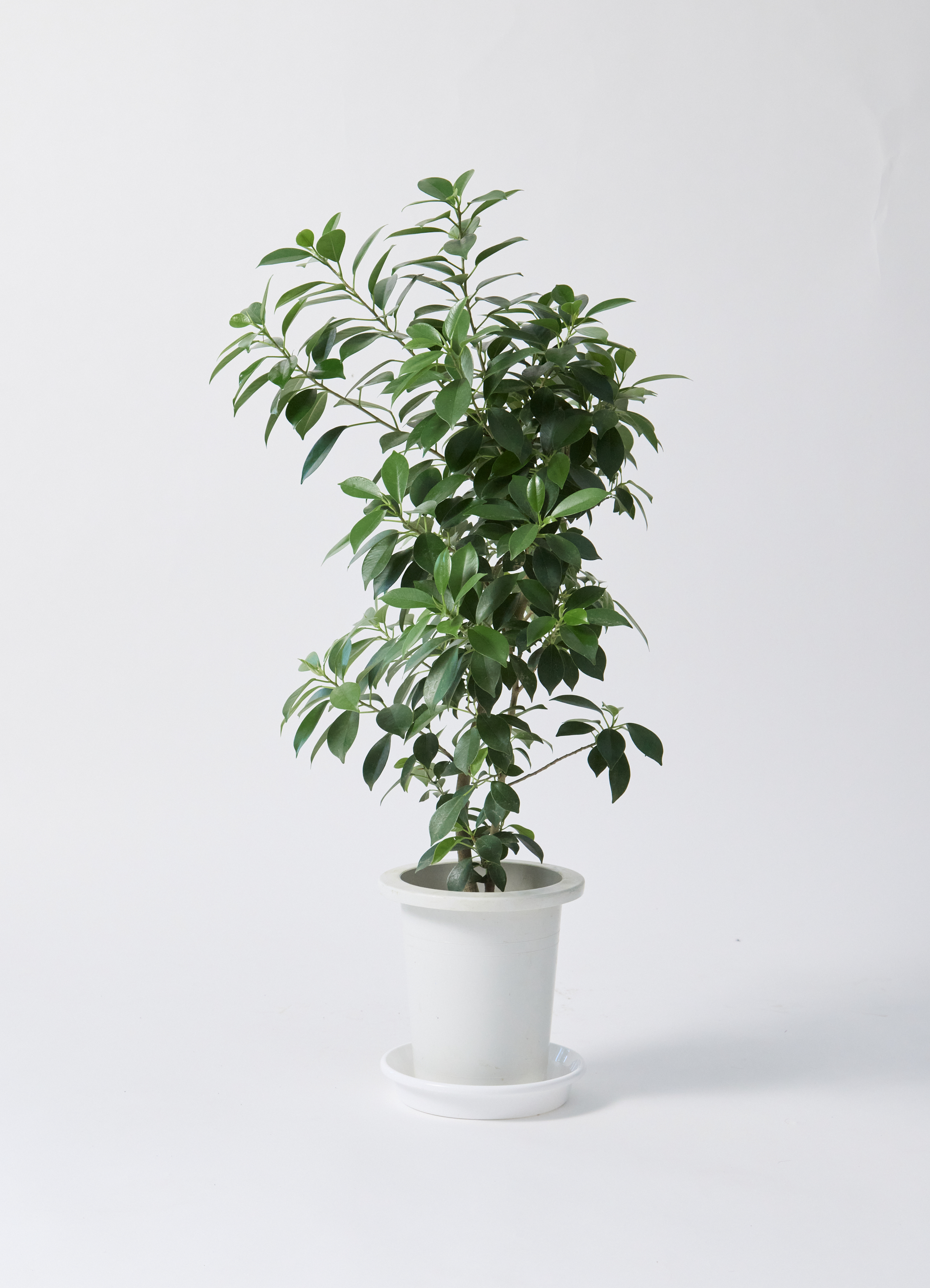 ニグニグ　　定価　8万　観葉植物　鉢付　フィカス　特大　190cm ニグニグ 定価 8万 観葉植物 鉢付 フィカス 特大 190cm フィカス
