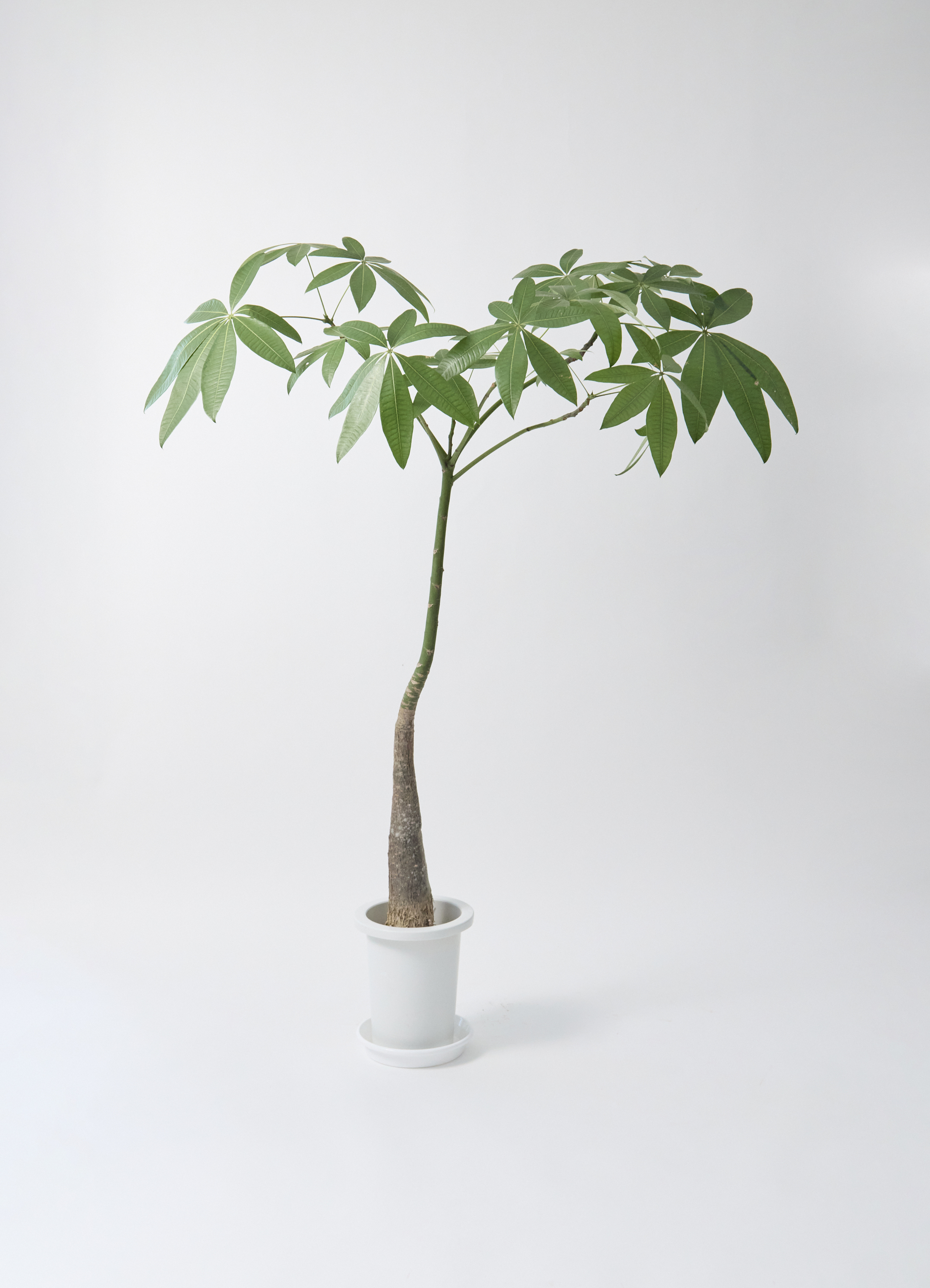 パキラパラソル　大型株 観葉植物 パキラ 7号 パラソル プラスチック鉢 | 観葉植物ならHitoHana