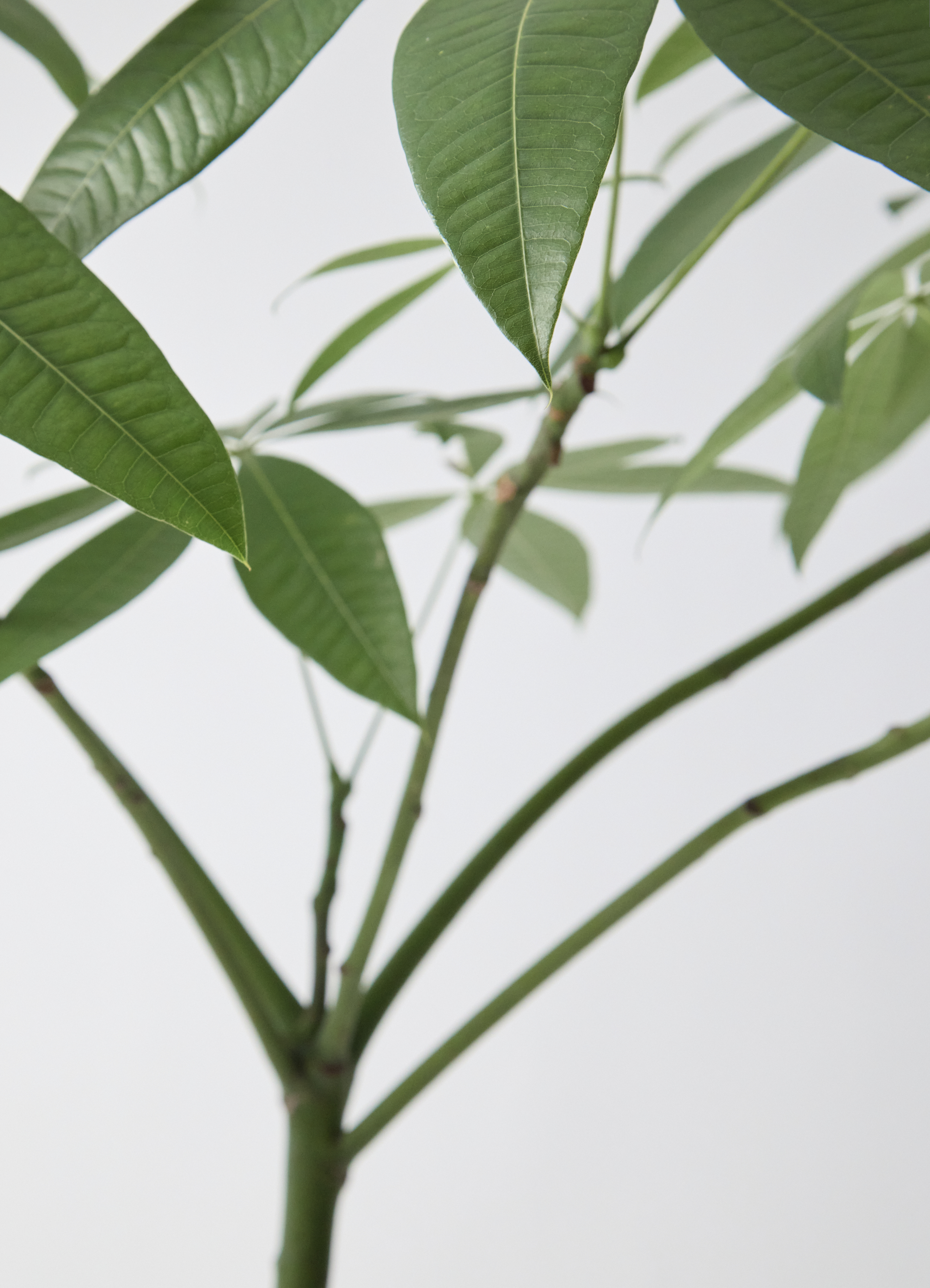 観葉植物 パキラ 7号 パラソル プラスチック鉢 | 観葉植物ならHitoHana