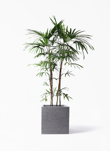 観葉植物 シュロチク（棕櫚竹） 10号 キューブ ラテルストーン