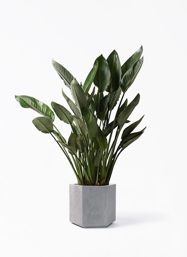 【現品】ストレチア/ストレリチア・レギネ　10号　（１） green-power_ag-201016-2