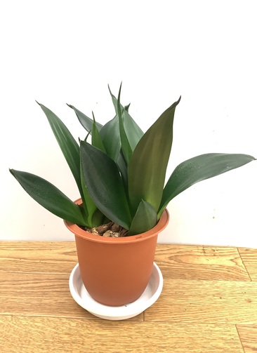 観葉植物 サンスベリア【25cm】 4号 ブラックドラゴン プラスチック鉢