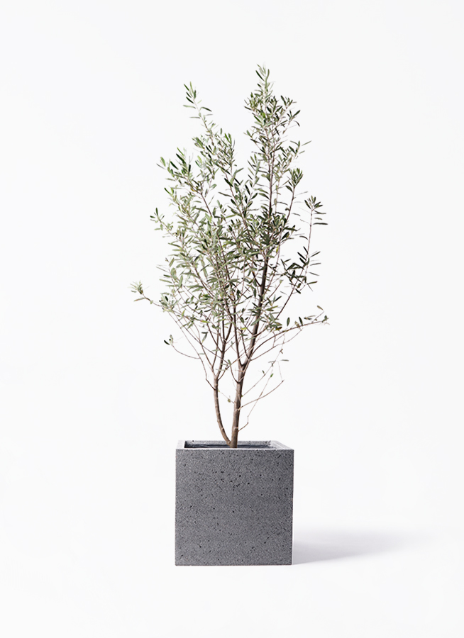 開花中✨ オリーブ チプレッシーノ Lサイズ 観葉植物 calm cafe オリーブ・チプレッシーノ L | 観葉植物の通販 AND PLANTS