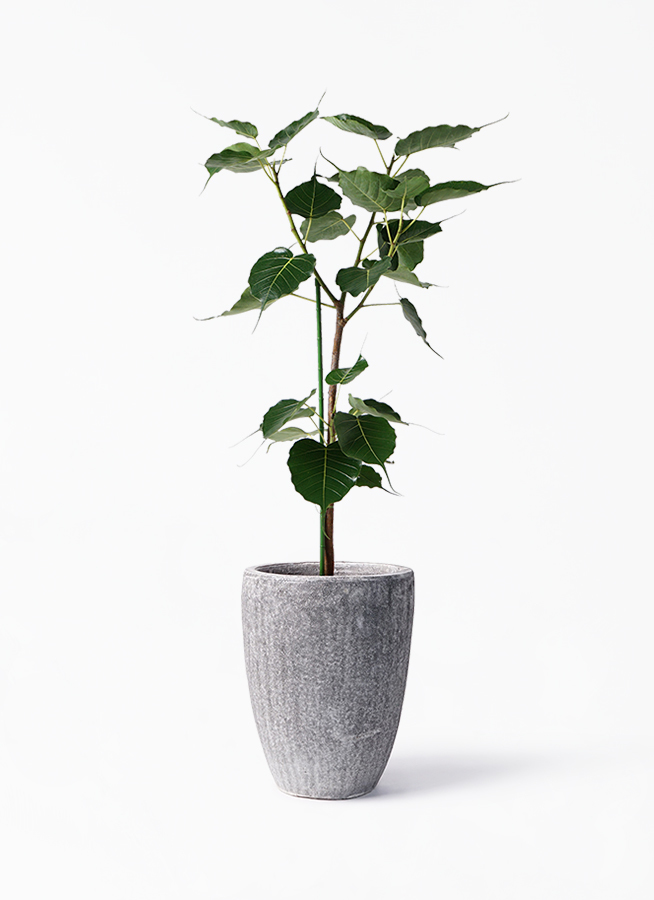 観葉植物 インドボダイジュ 8号 アビスソニア トール 灰 付き 観葉植物ならhitohana ひとはな