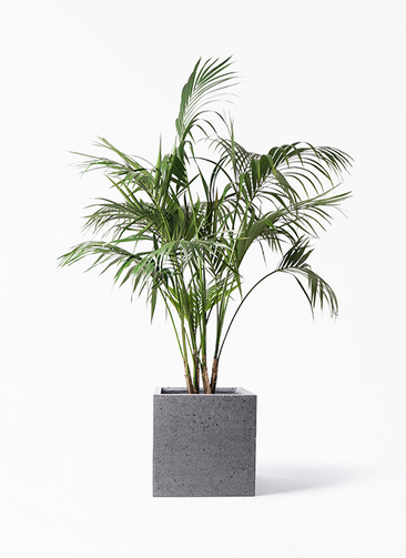 観葉植物 ケンチャヤシ 10号 キューブ ラテルストーン 付き | 観葉植物