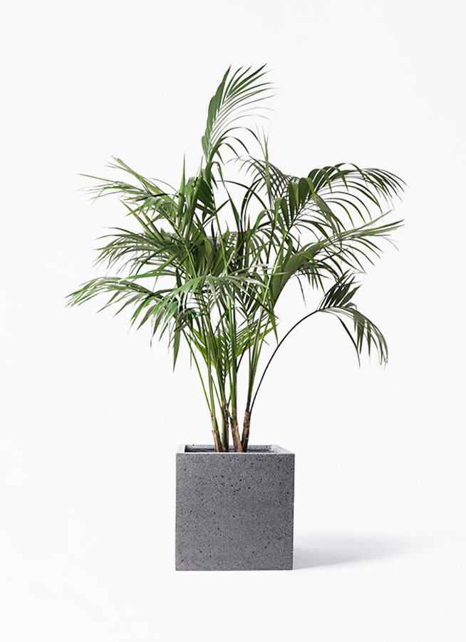 【noa⚠大阪府】スタイリッシュでリゾート感満載♪ケンチャヤシ 10号鉢 観葉植物 ケンチャヤシ 10号 キューブ ラテルストーン 付き | 観葉植物