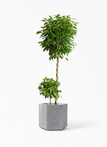 観葉植物 フィカス ベンジャミン 10号 玉造り コーテス ヘックス