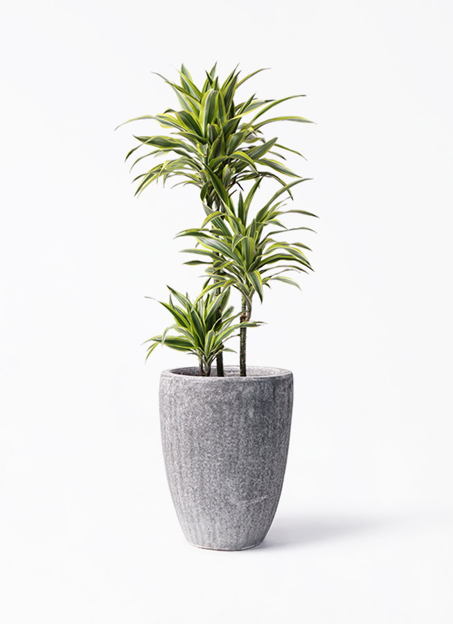観葉植物 ドラセナ ワーネッキー レモンライム 8号 アビスソニア